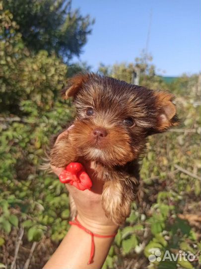 Самые сладкие шоколадные малыши