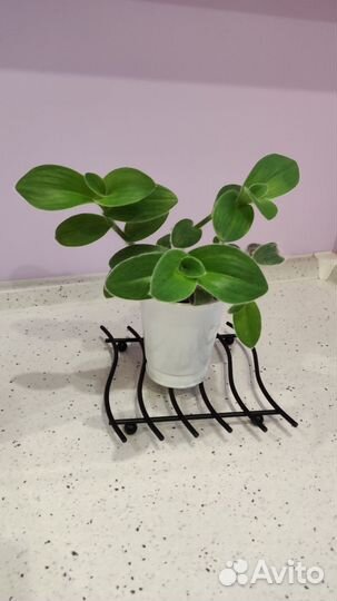 Традесканция войлочная силламонтана