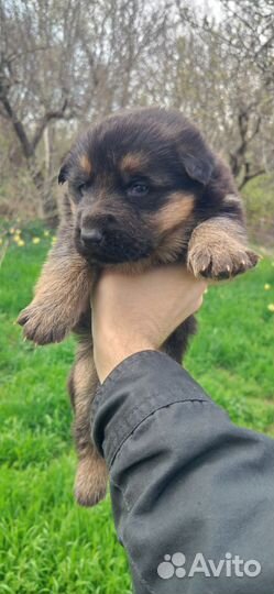 Щенки немецкой овчарки