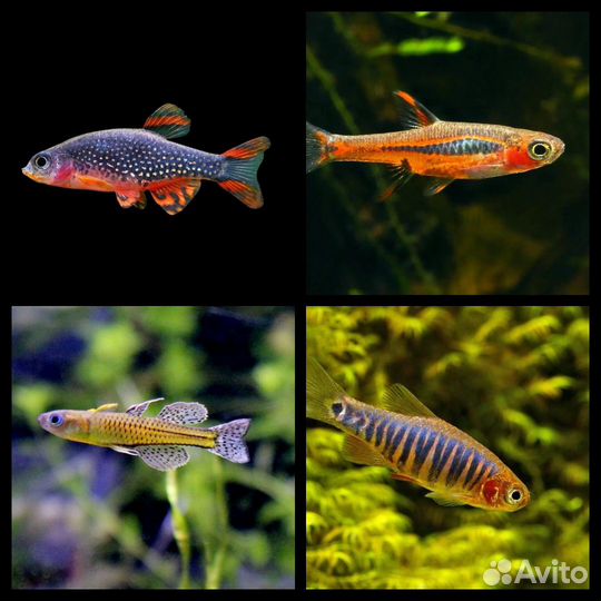 Аквариумные рыбки,улитки,раки,крабы