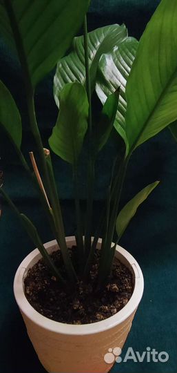 Спатифиллум