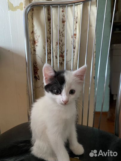 Кошка в дар