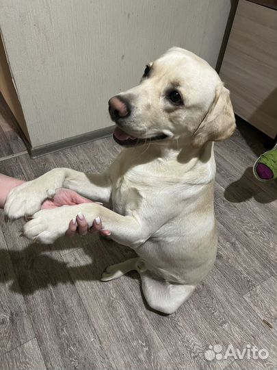 Лабрадор мальчик