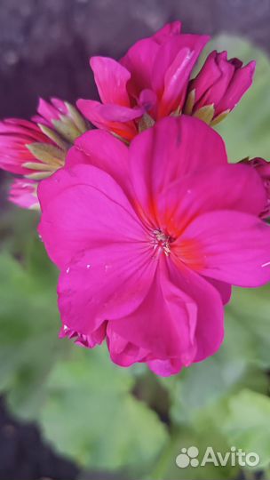 Пеларгония герань