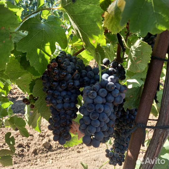 Виноград технический