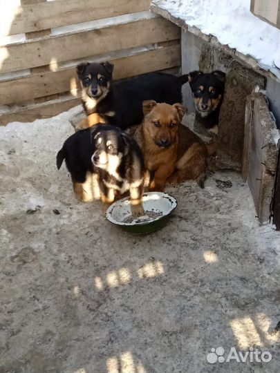 Собаки щенки бесплатно