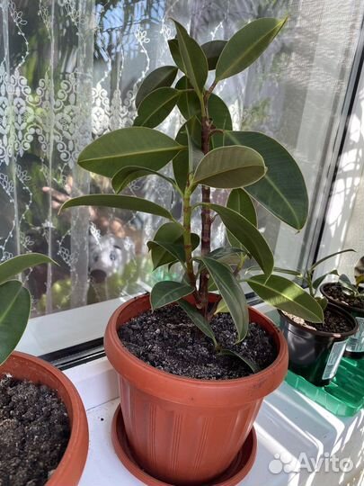 Фикус кустовой