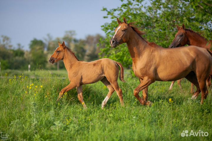 Экскурсии в табун Донских лошадей