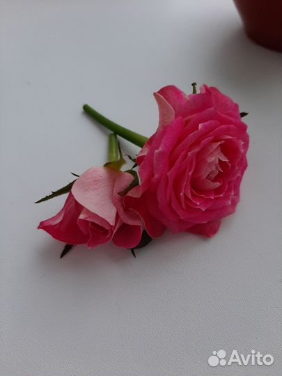 Бонсай Роза Кордана (Цвет бутонов - Розовый)