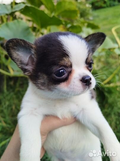 Чихуахуа мальчик