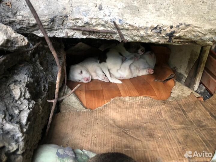 Щенки дворняжки