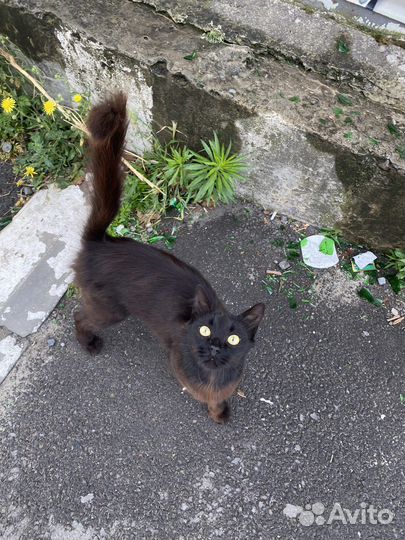 Кошечка в добрые руки