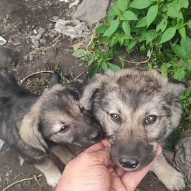 Кавказская овчарка в добрые руки