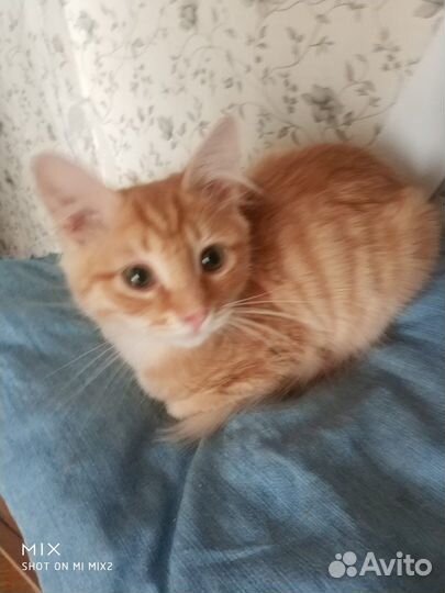 Котенок мальчик