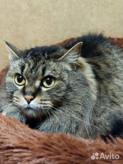 Сибирская домашняя кошка