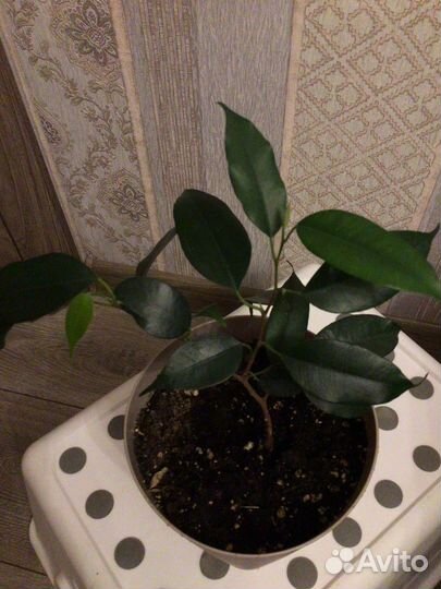 Фикус бенджамина