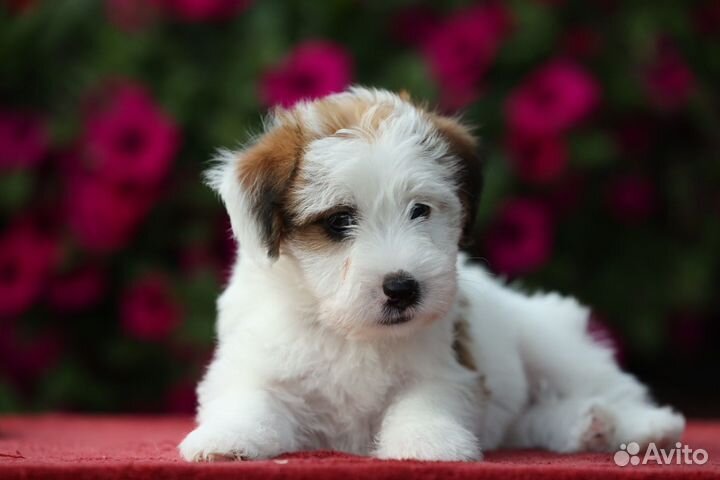 Щенки джек Рассел терьер