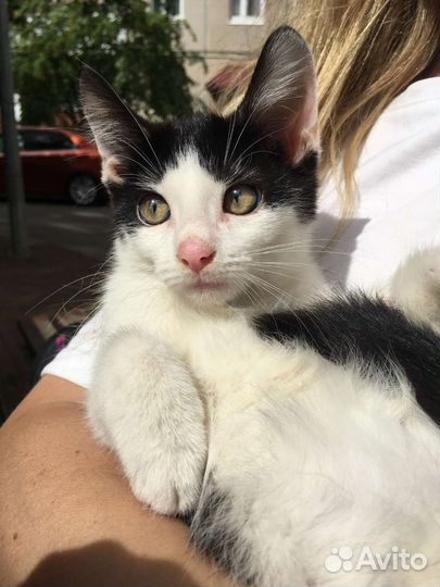 Малыш Лёлик ищет уютный дом или передержку