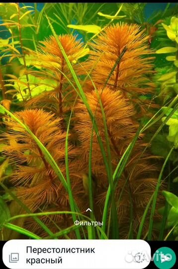 Аквариумное растение