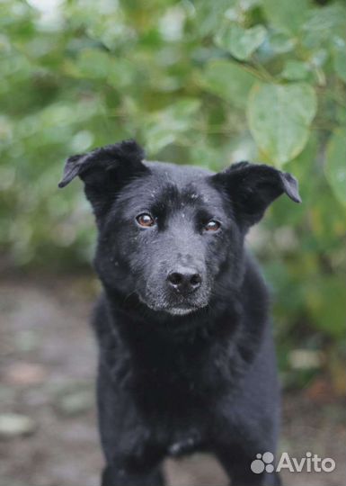 Собака в добрые руки. Пушок ищет дом