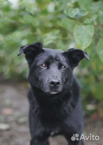 Собака в добрые руки. Пушок ищет дом