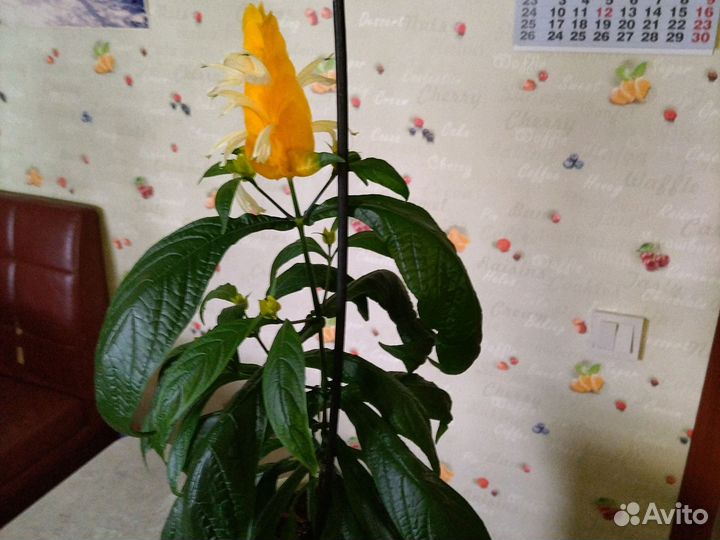 Пахистахис