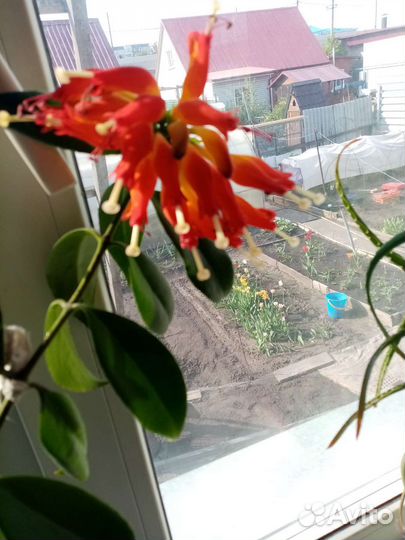 Комнатные цветы