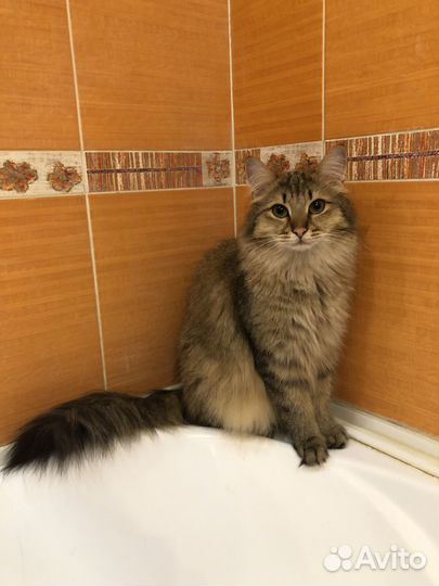 Кошки в добрые руки приучены к лотку
