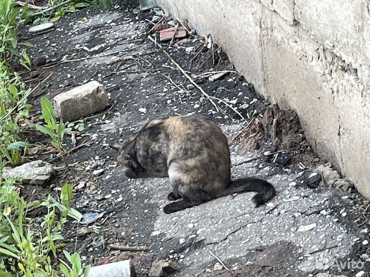 Кошка в дар бесплатно