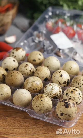 Перепелиные яйца на еду, инкубационные