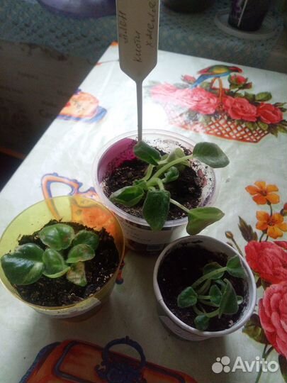 Цветущие фиалки