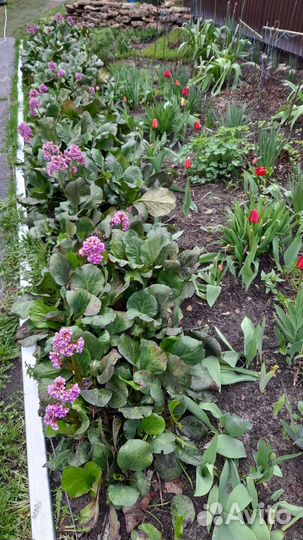 Садовые многолетники