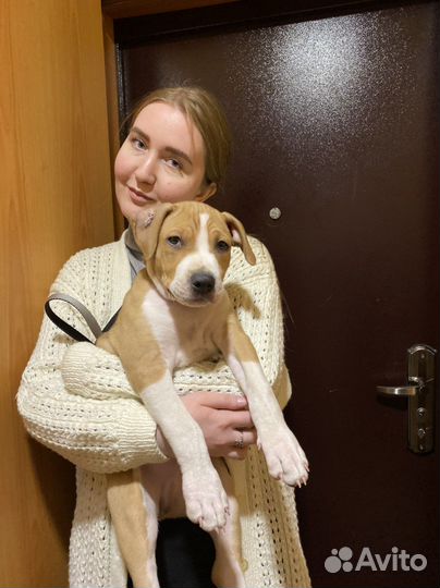 Передержка животных