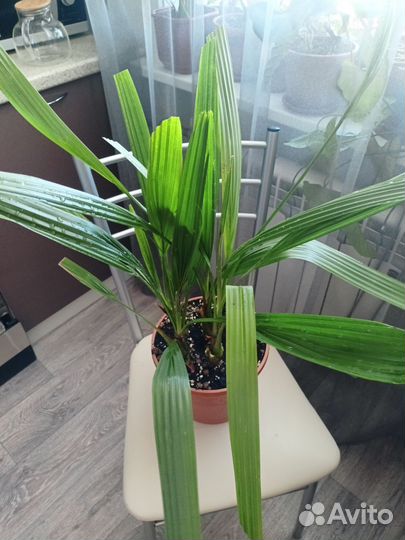 Финиковая пальма