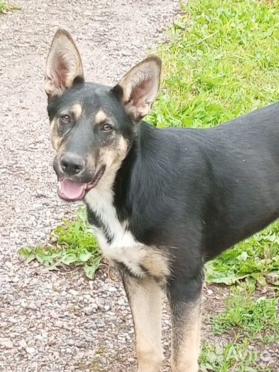 Пристраивается пёс