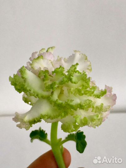 Сортовые фиалки