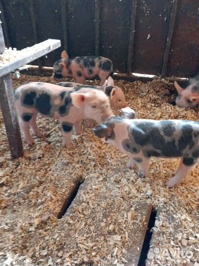 Чистопородный Пьтрен Макстер