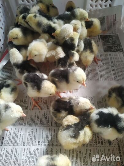 Цыплята мясояичных пород