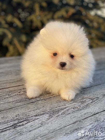 Шпицуля девочка