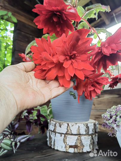 Бегония Скарлет иллюминейшн