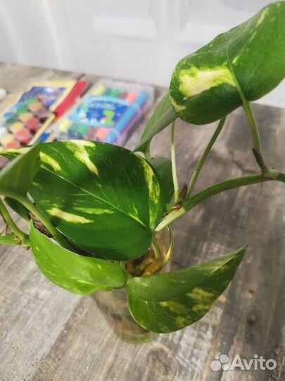 Сциндаптус вариегатный укоренённый