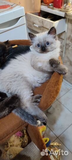 Маскарадный малыш