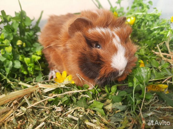 Перуанская морская свинка