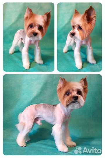 Стрижка собак на дому. Грумер