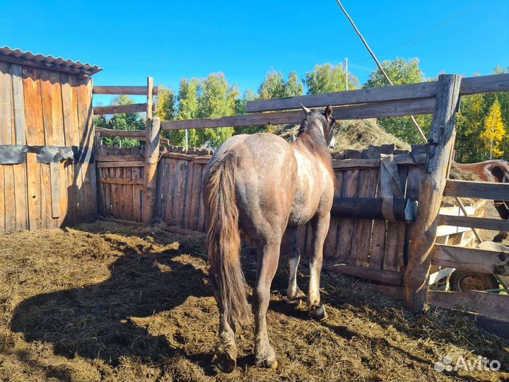 Кобыла тяжеловоз