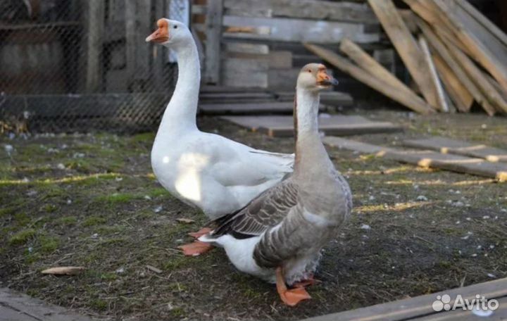 Гусь,цесарки