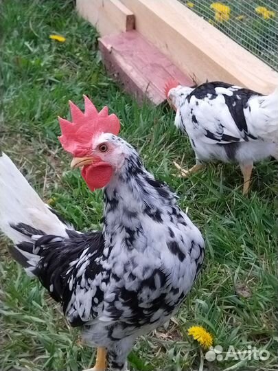 Петушки Леггорн Далматинец