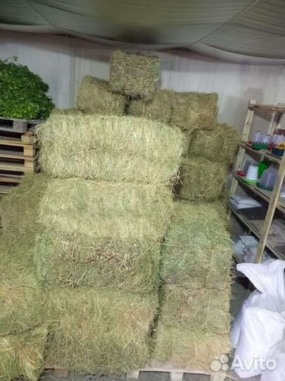 Сено в тюках разнотравие луговое