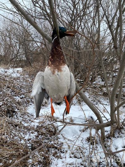 Подсадная утка кряква