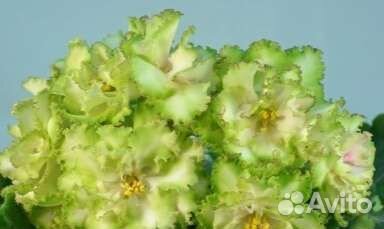 Детки сортовых фиалок